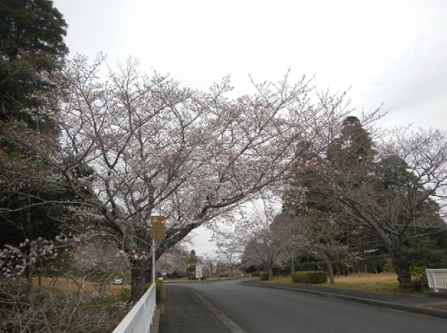 ソメイヨシノの開花状況（3/21現在）