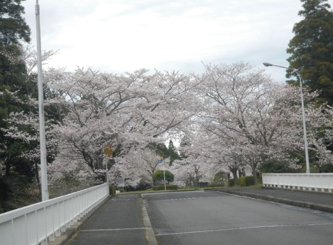 ソメイヨシノの開花状況（3/24現在）