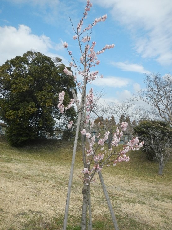 桜