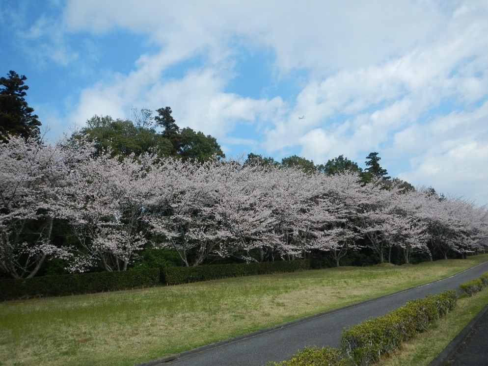 桜吹雪