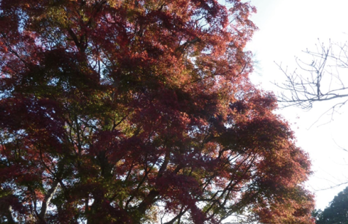 冬の訪れを感じる紅葉シーズン！園内の見頃とアドバイス
