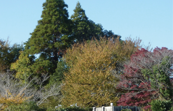 冬の訪れを感じる紅葉シーズン！園内の見頃とアドバイス