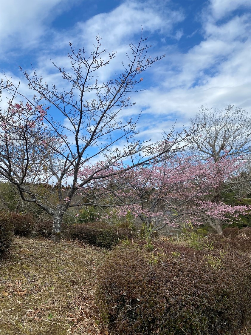 河津桜