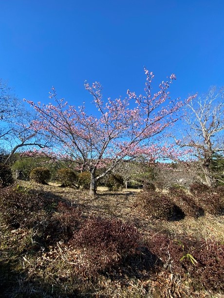 河津桜