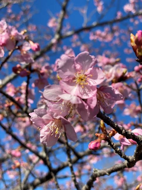 河津桜