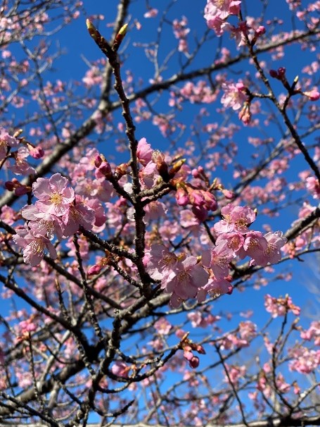 河津桜