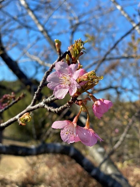 河津桜