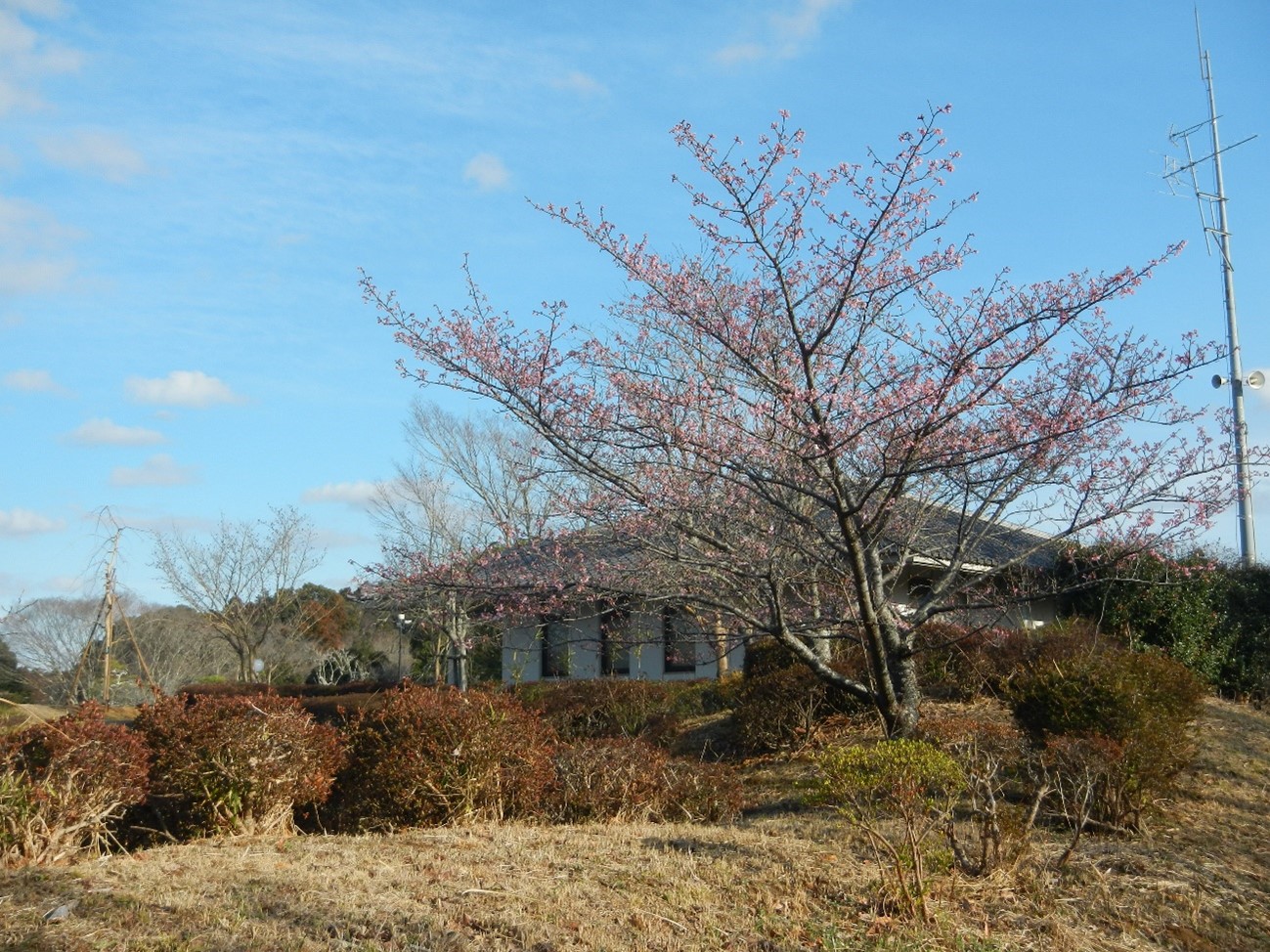 河津桜