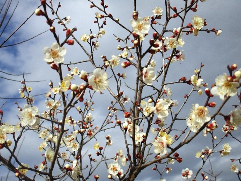 梅の花