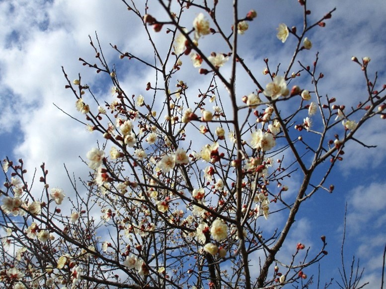 梅の花