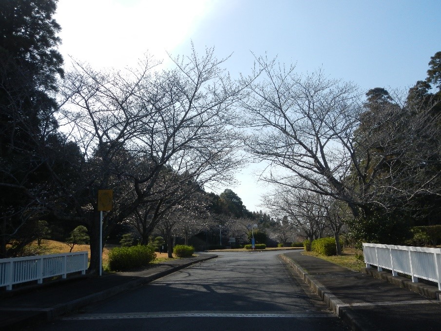 橋の上から