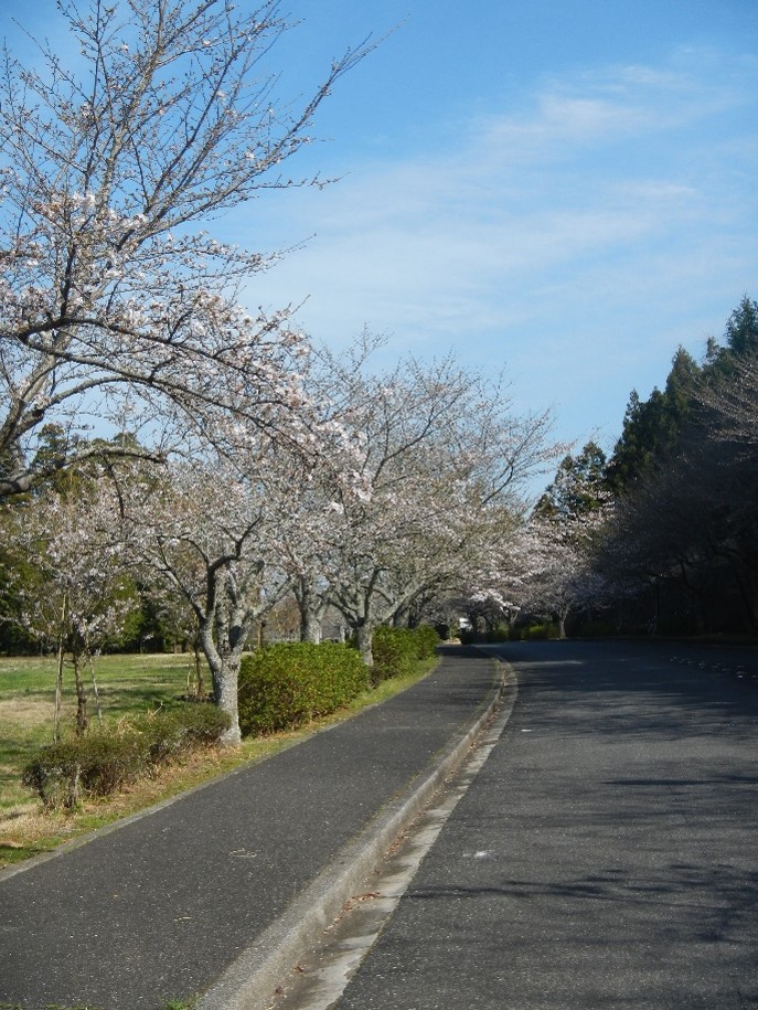 永代供養塔前直線道路沿い