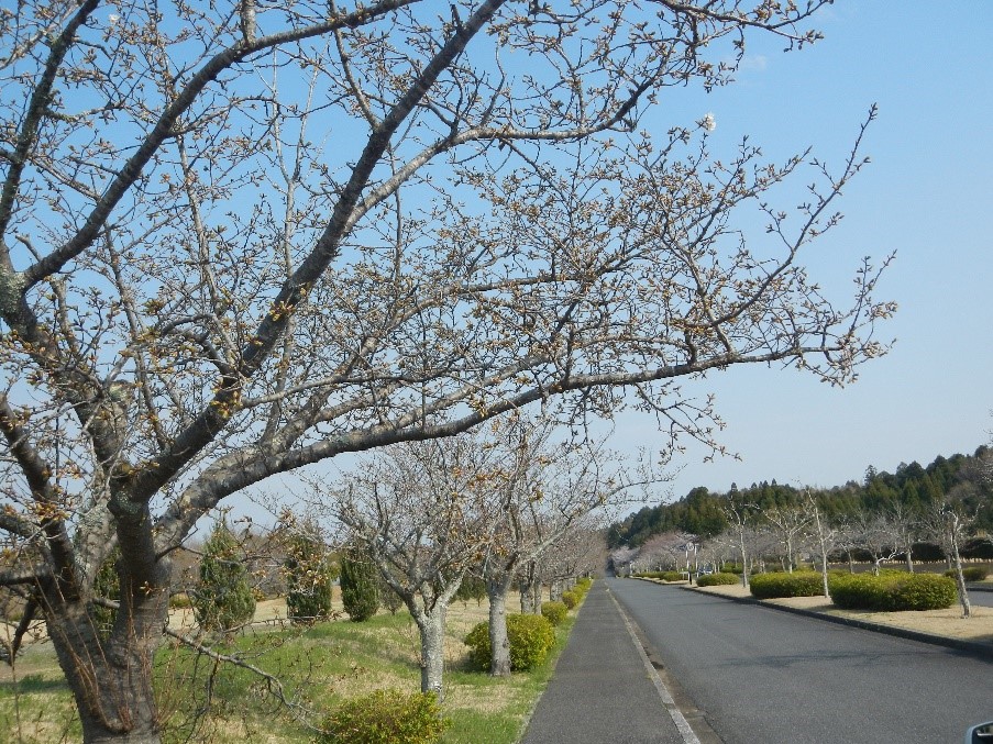 供養塔前　道路