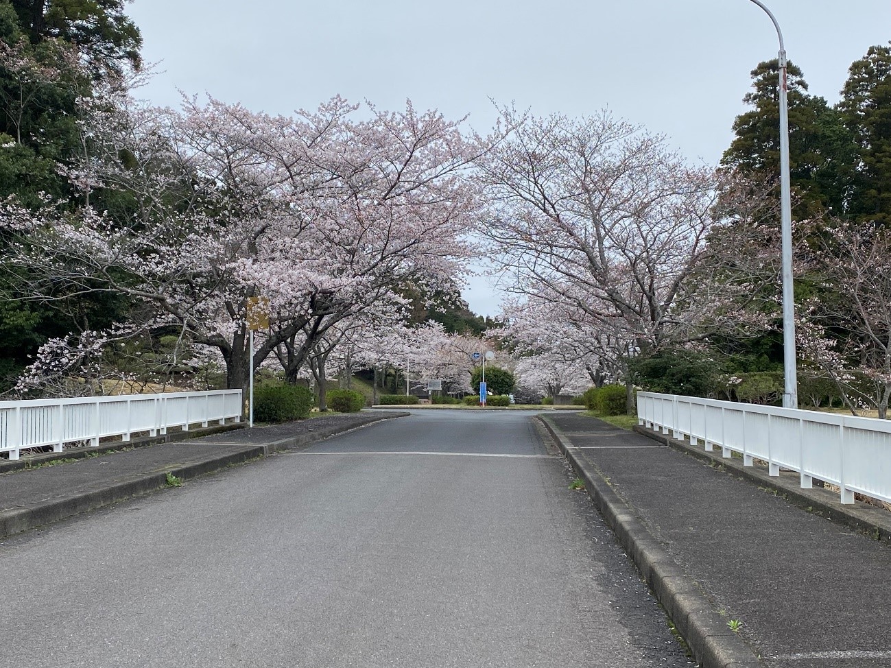 橋の上から