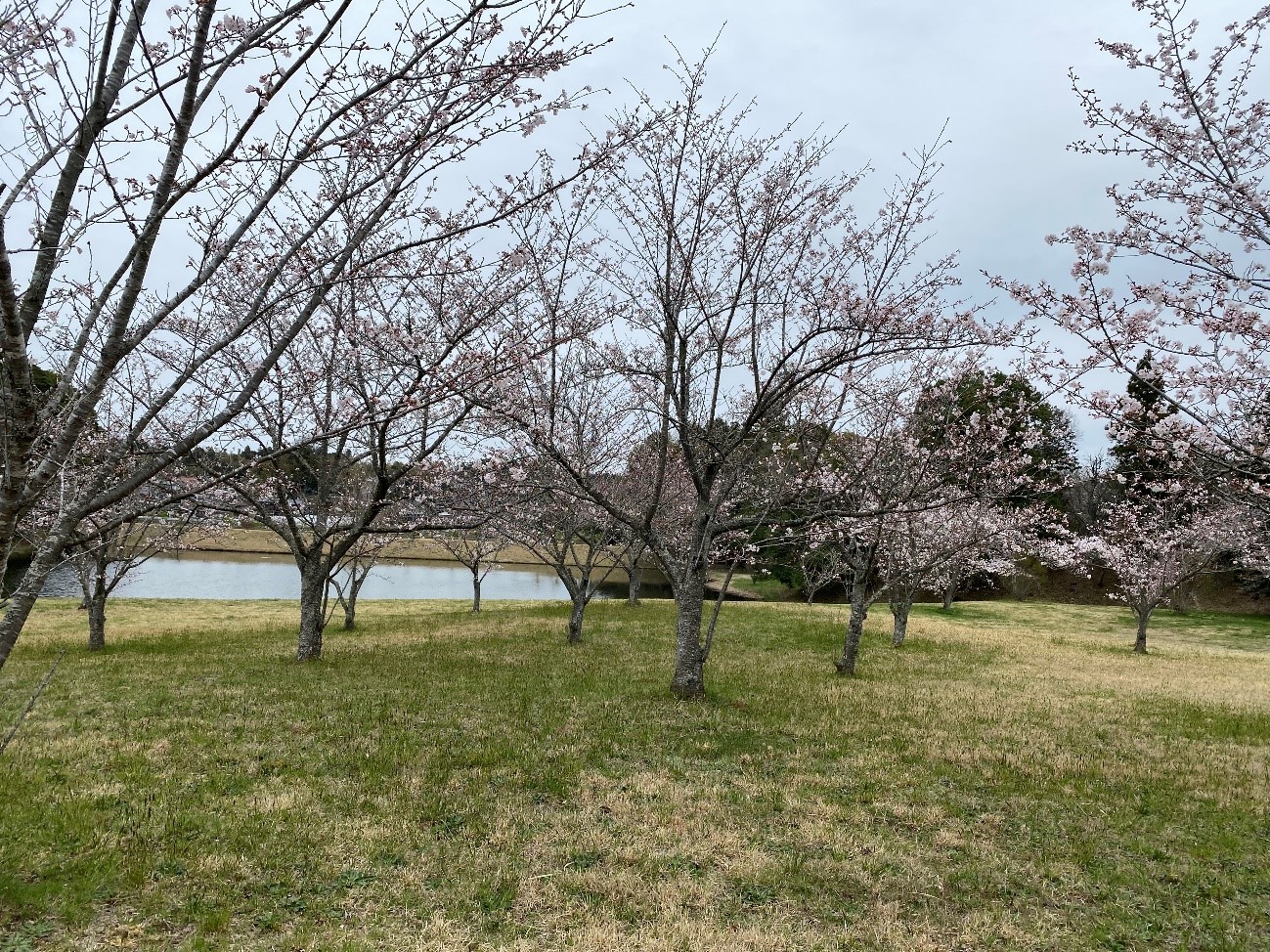 正門付近の池前