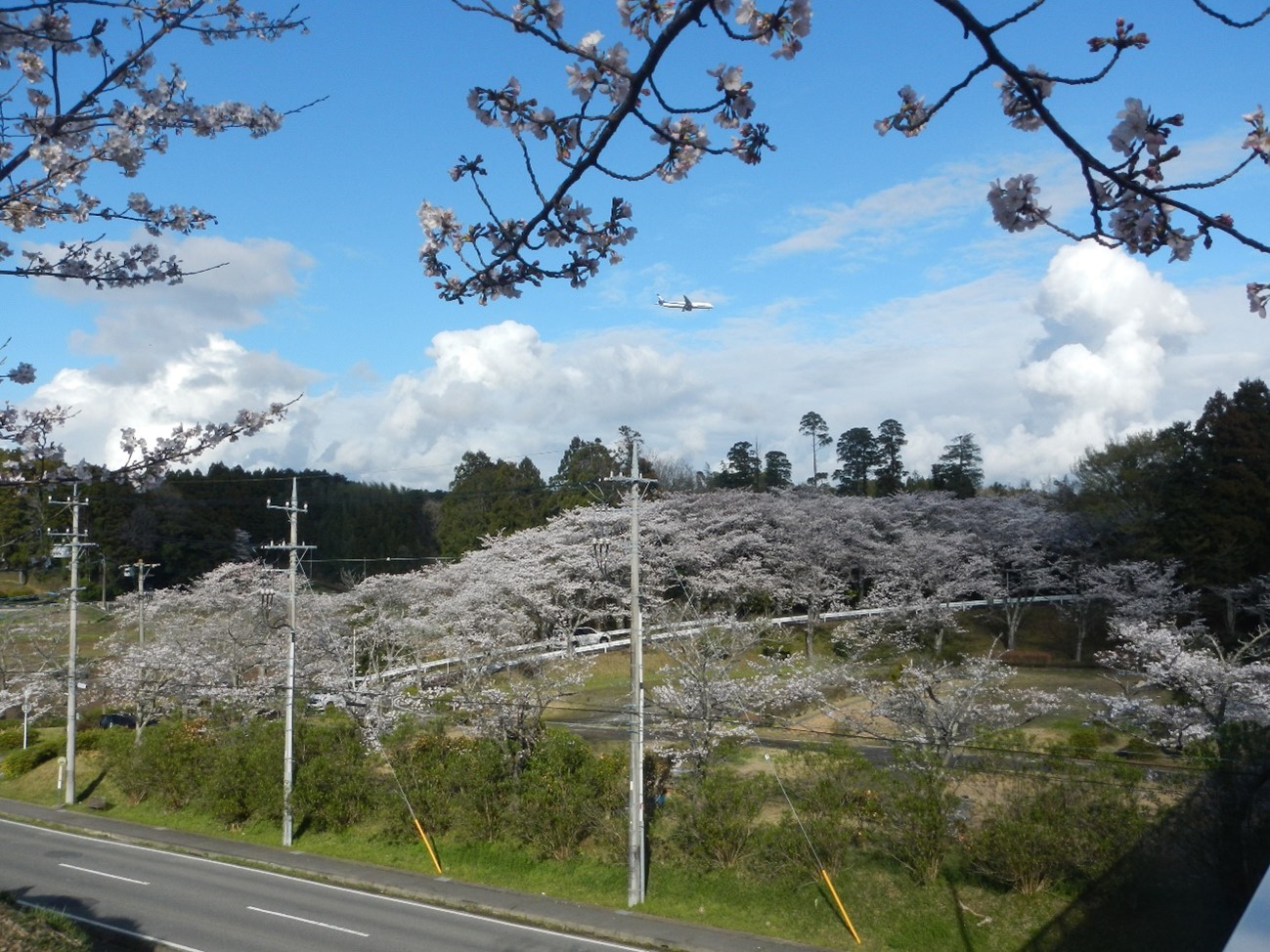 桜満開