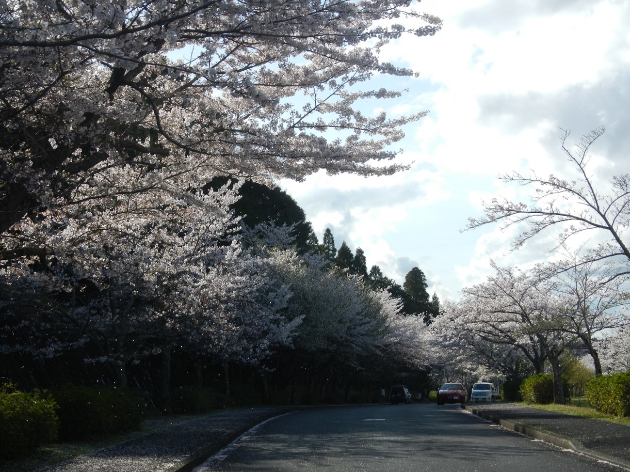 桜満開