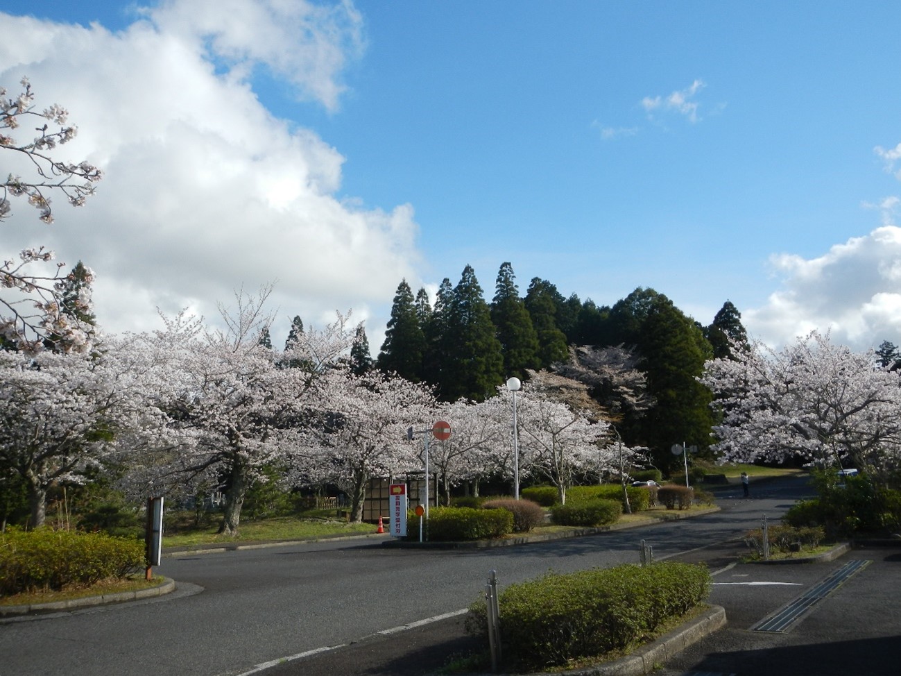 桜満開