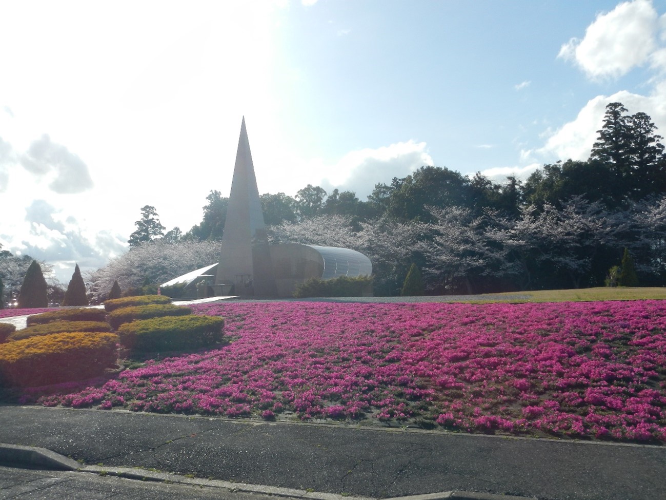 桜満開