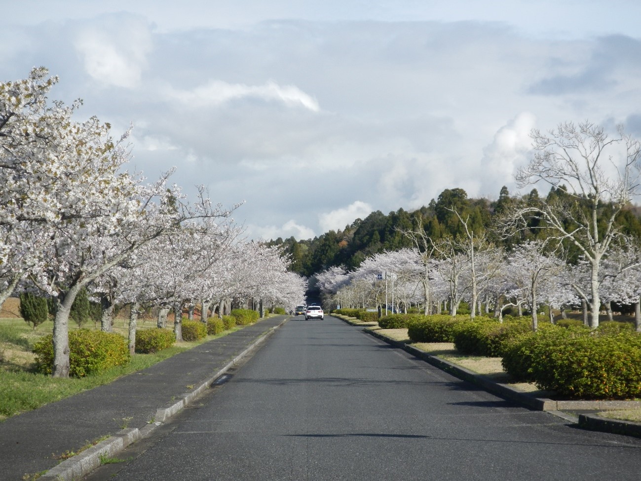 桜満開