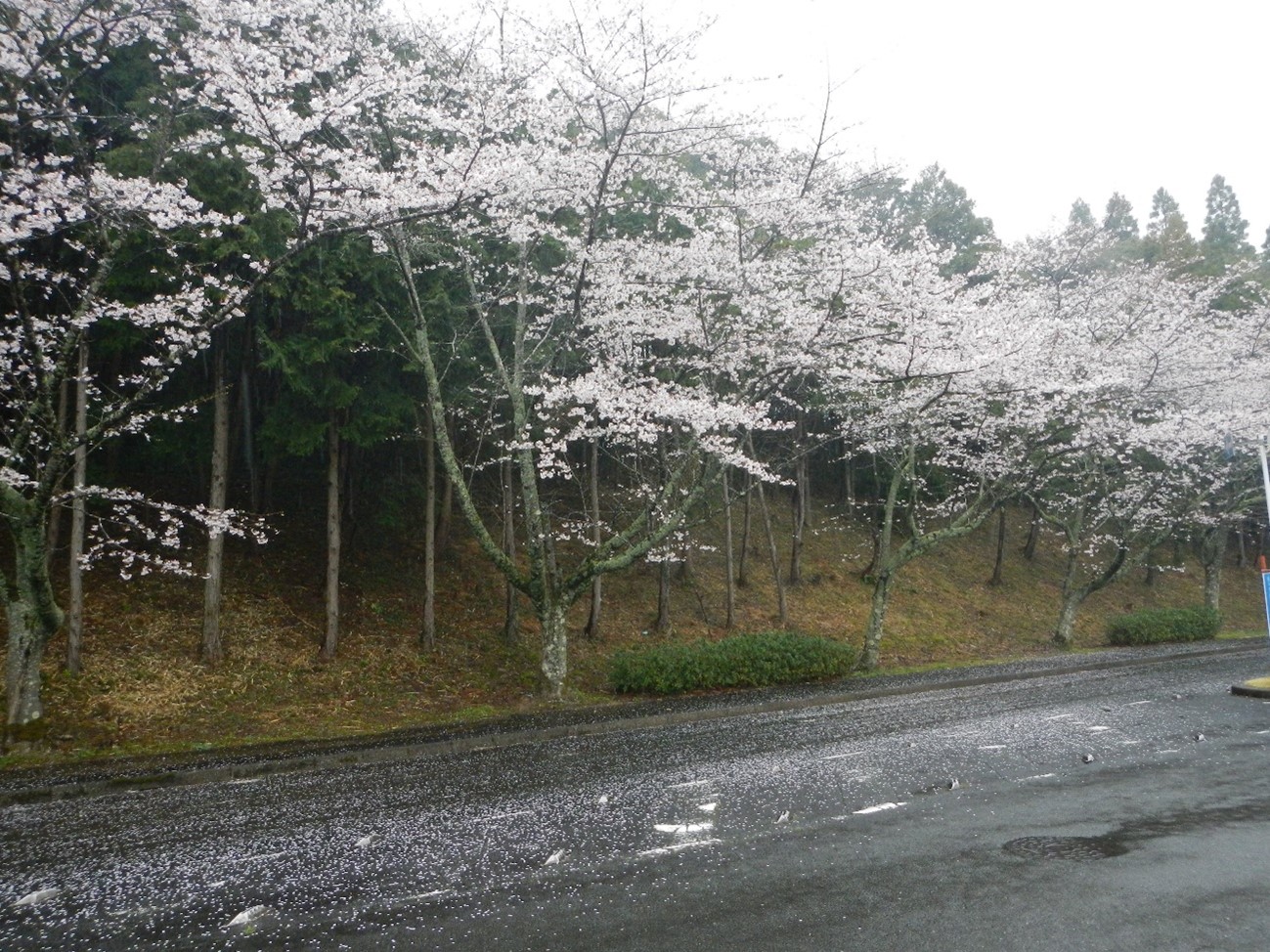 供養塔前通路