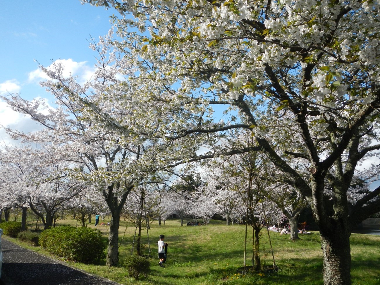 桜満開