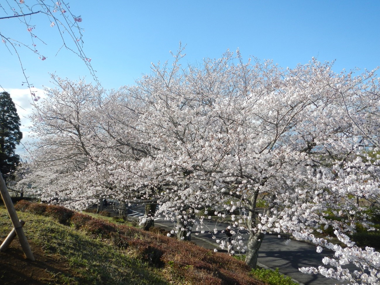 桜満開