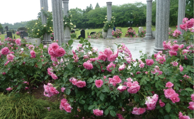 バラ科の花が咲き乱れています