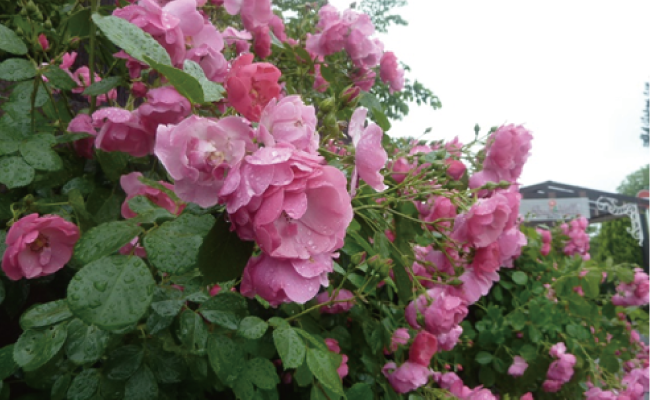 バラ科の花が咲き乱れています