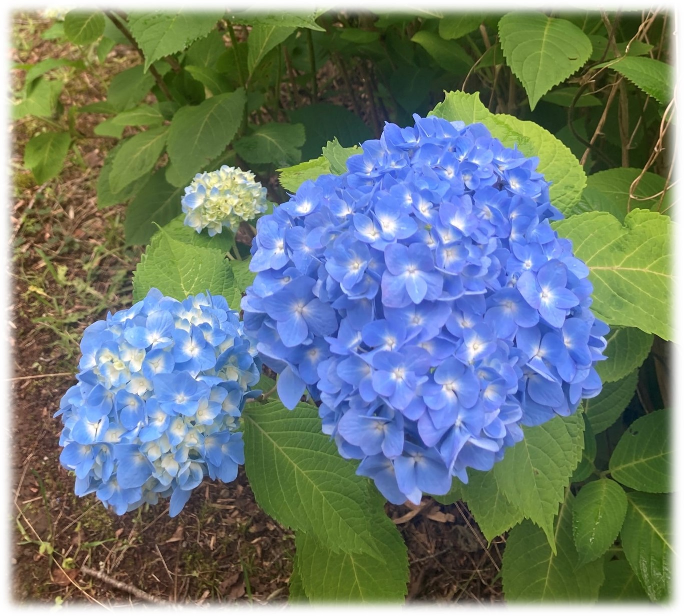 アジサイ　紫陽花