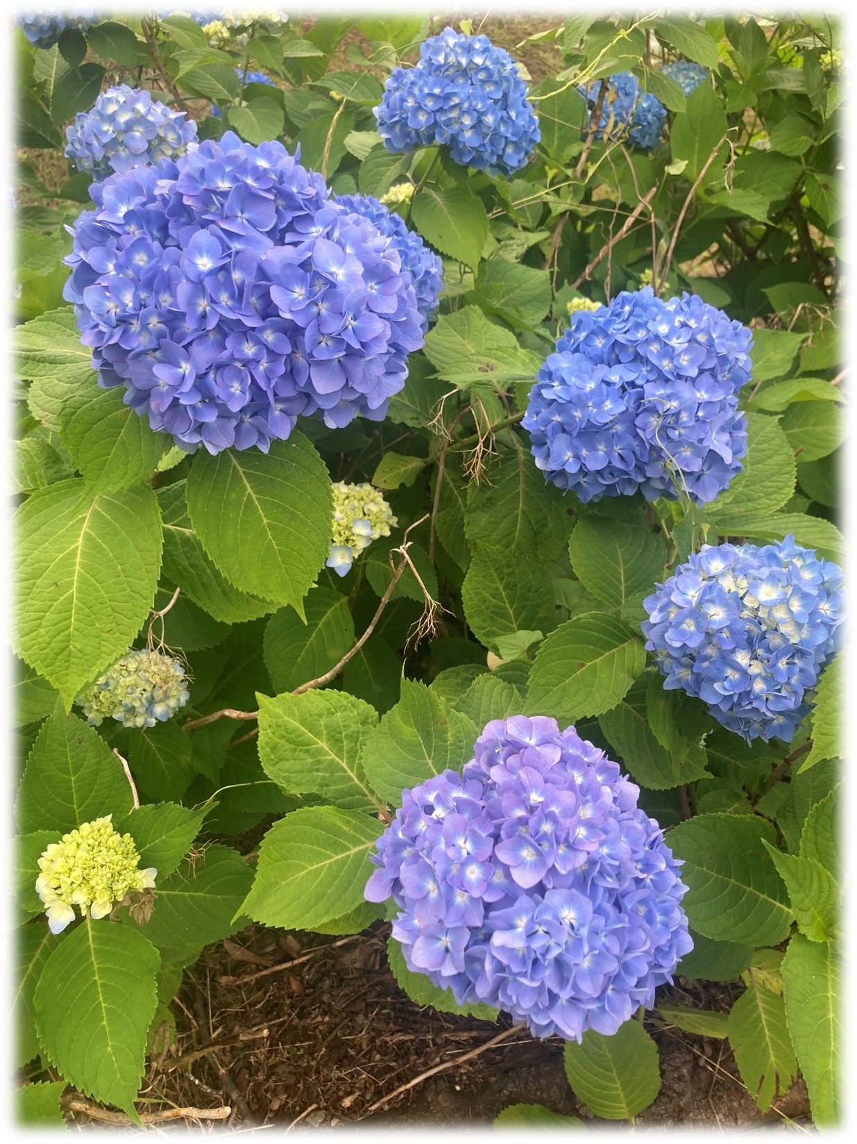 紫陽花　アジサイ
