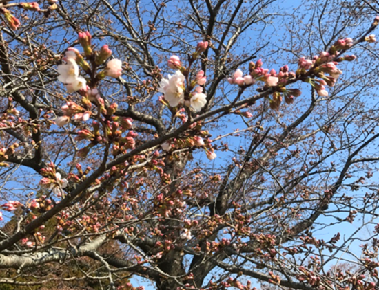 成田メモリアルパーク　桜