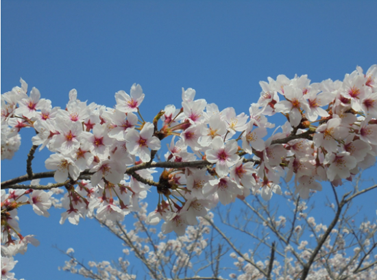 成田　桜　満開