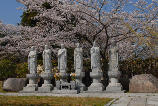 成田　桜　満開