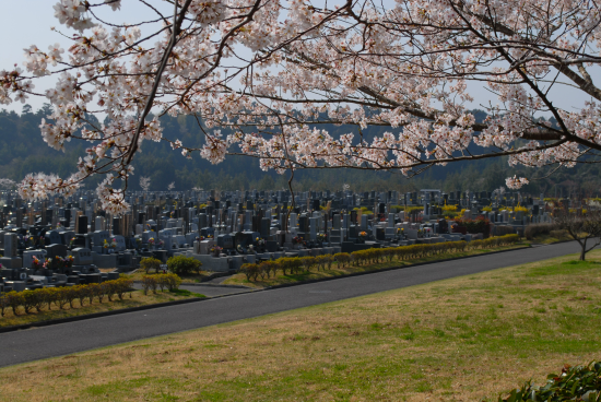 成田　桜　満開