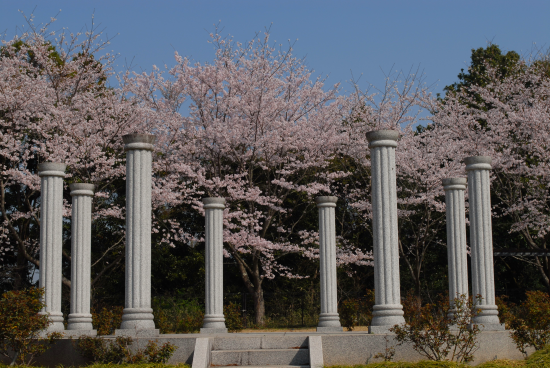 成田　桜　満開