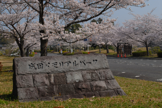 成田　桜　満開