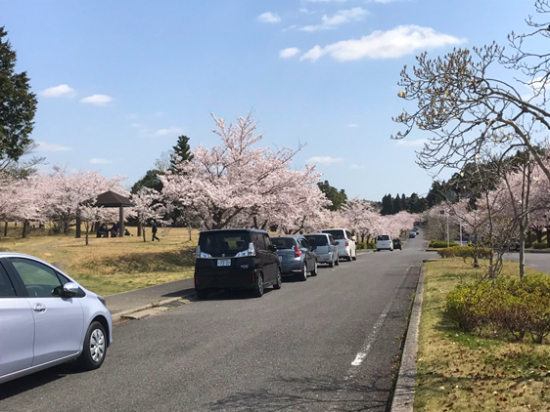 成田　桜　満開