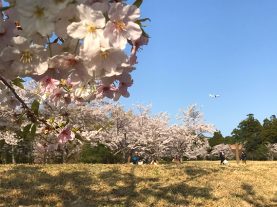 成田　桜　満開