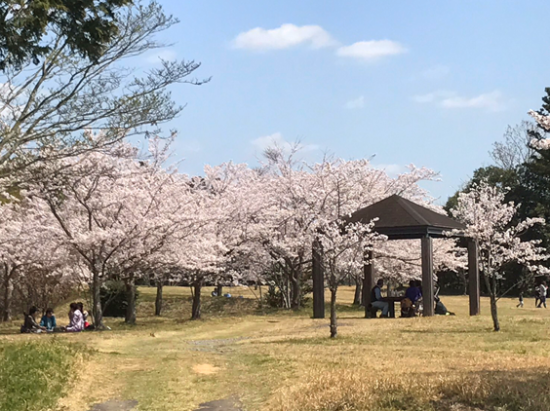成田　桜　満開