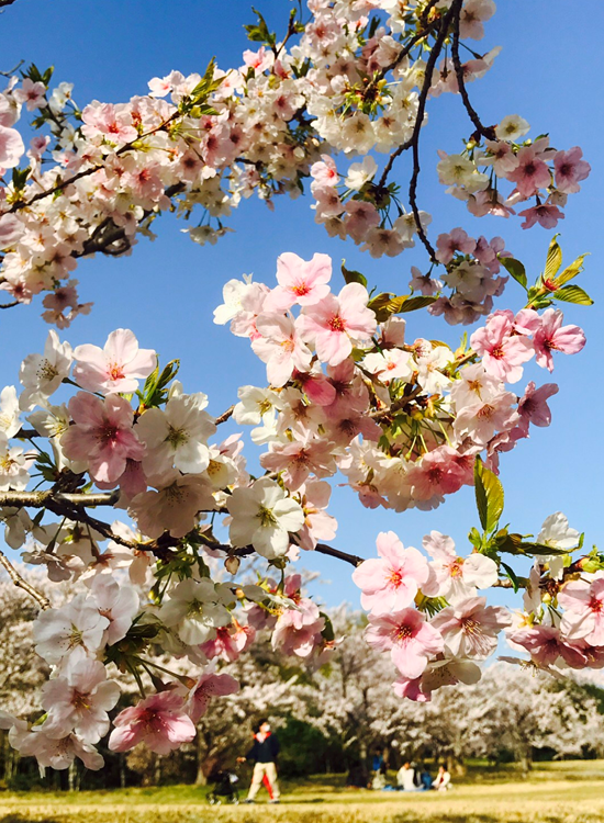 成田　桜　満開