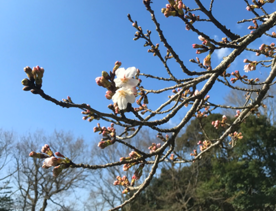 成田メモリアルパーク　桜