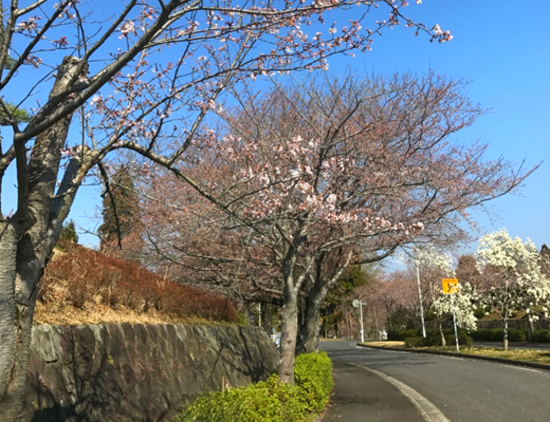 成田メモリアルパーク　桜