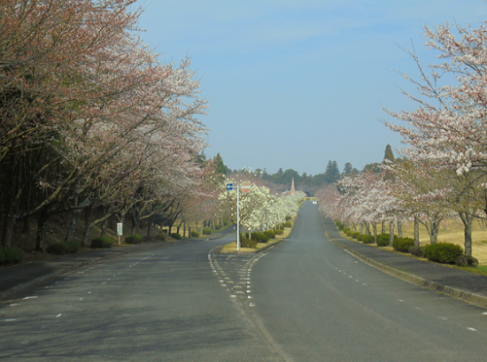 成田　桜　満開