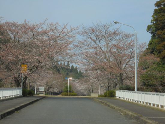 成田　桜　満開