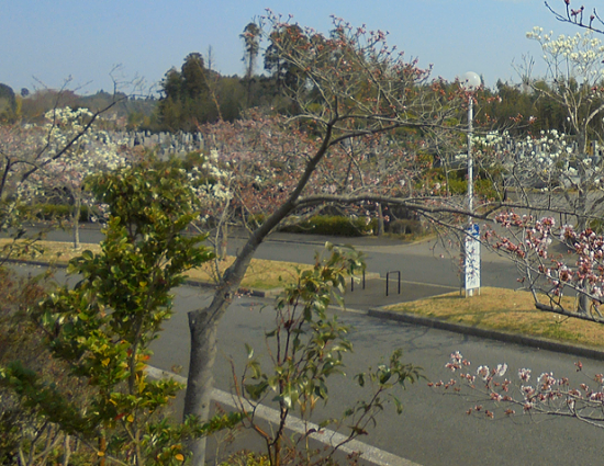 成田　桜　満開