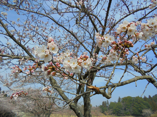 成田　桜　満開