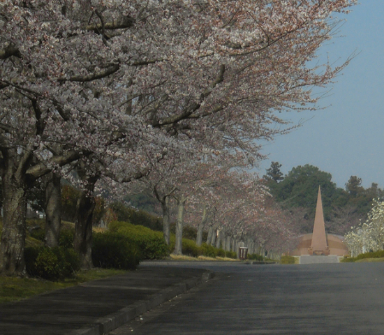成田　桜　満開