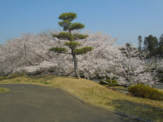 成田　桜　満開
