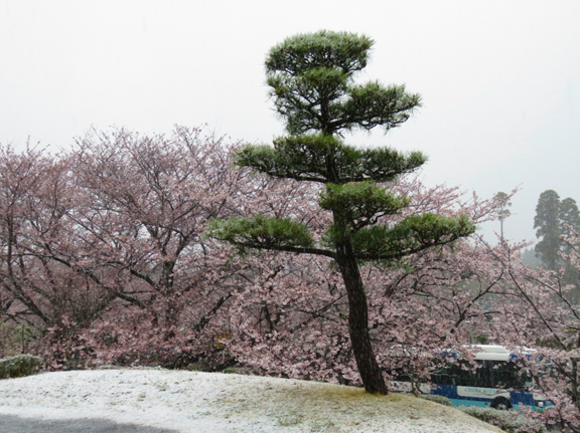 成田　桜もよう